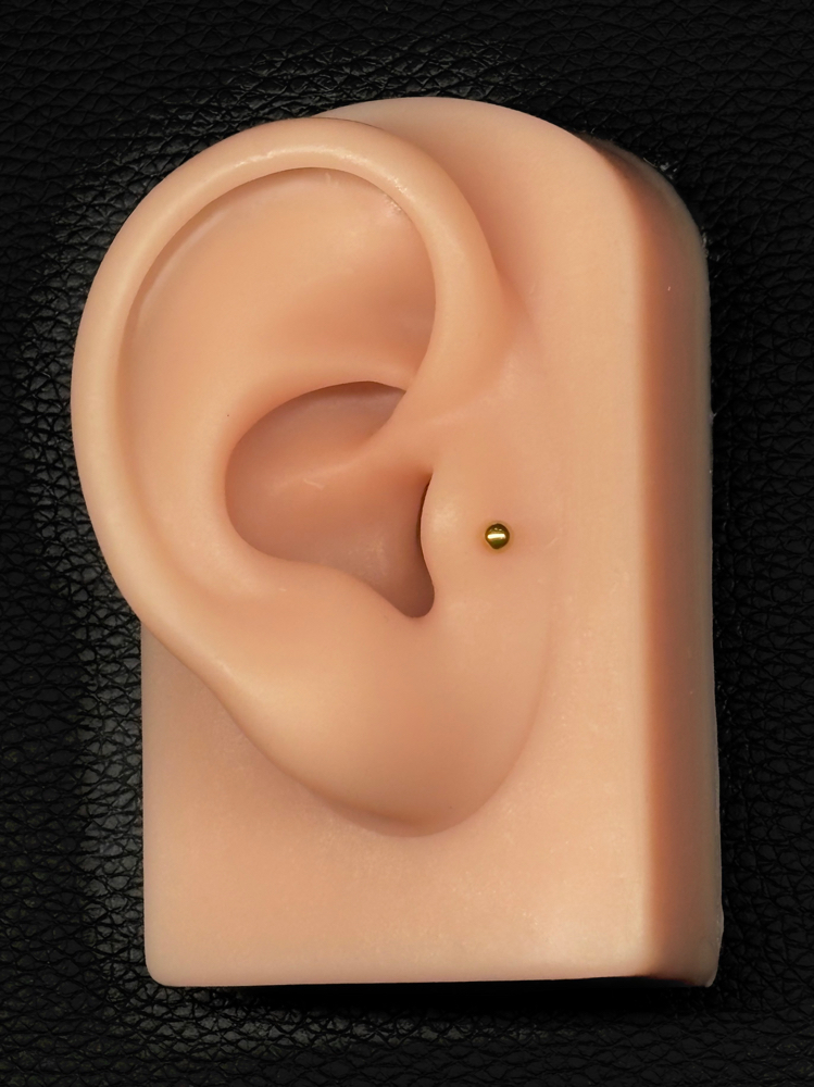 Tragus at Anthem Piercing & Tattoo in North Salt Lake, UT