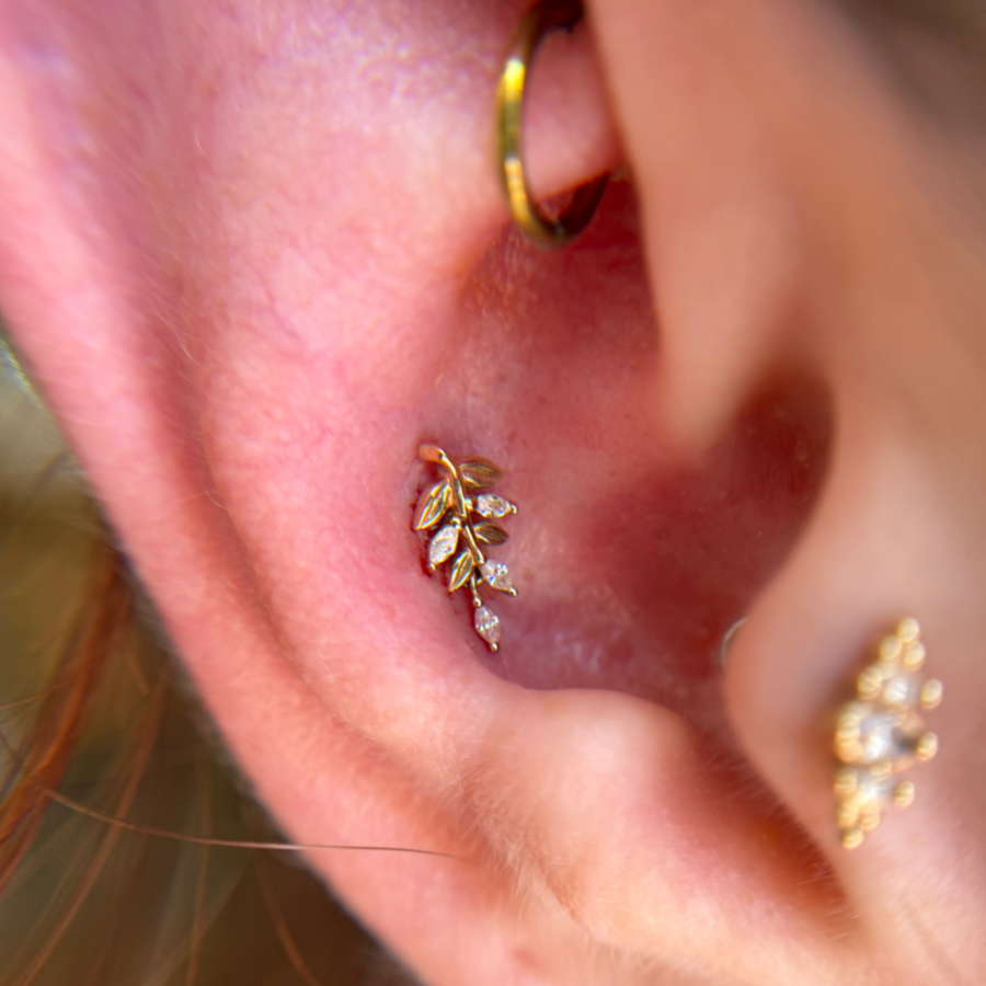 Conch Piercing at Carribbean Connection in Jacksonville Beach, FL