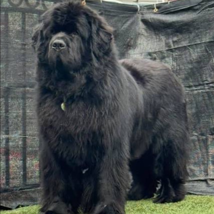 Newfie BBN at The Groom Room in Hope Mills, NC