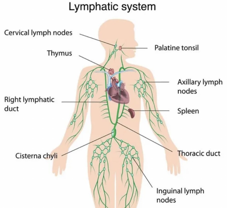 Detoxifying Lymphatic Drainage