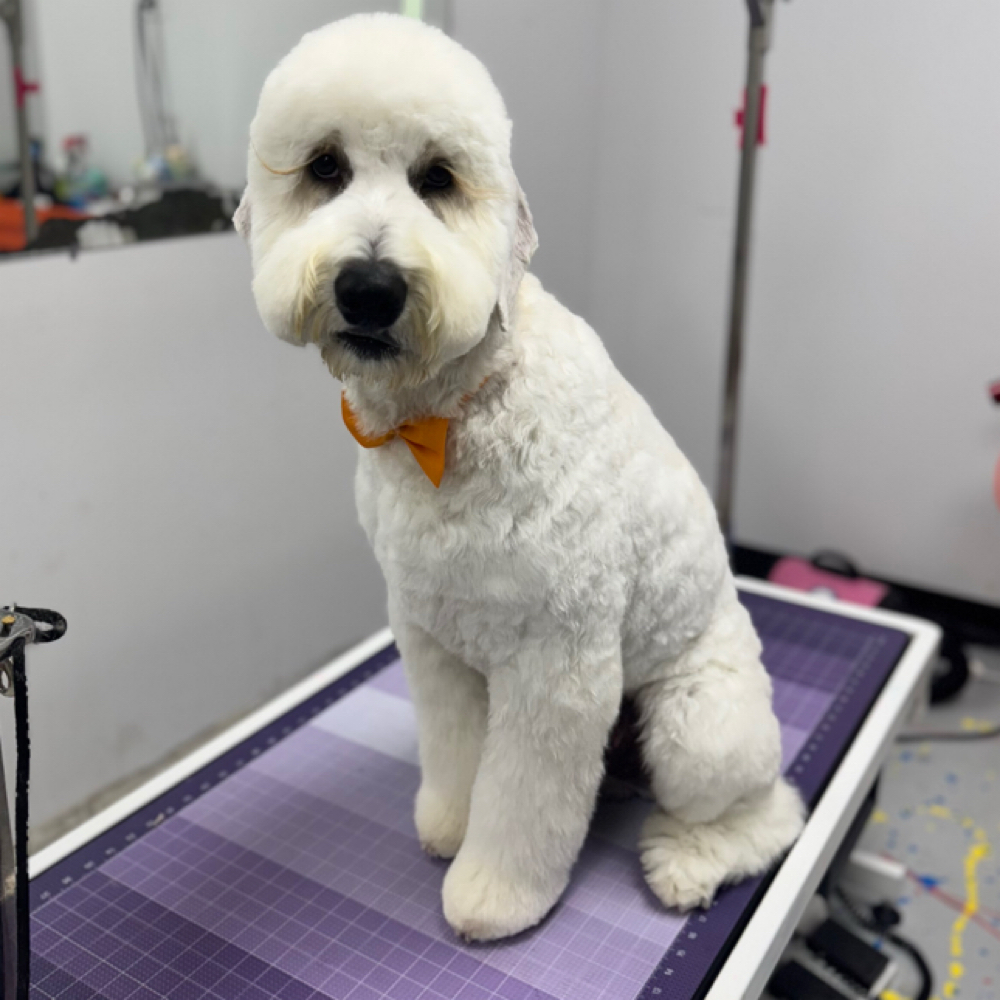 Full Makeover XL (61-80 LB) at Space City Grooming in Houston, TX