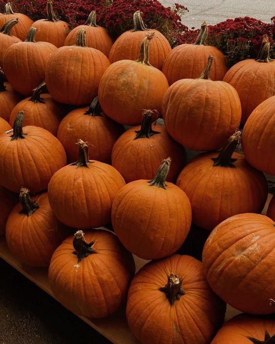 NEW CLIENT (pumpkin)