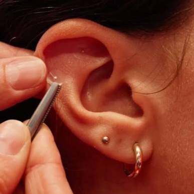 Ear Seeds at Beyond Aesthetics in Westport, MA