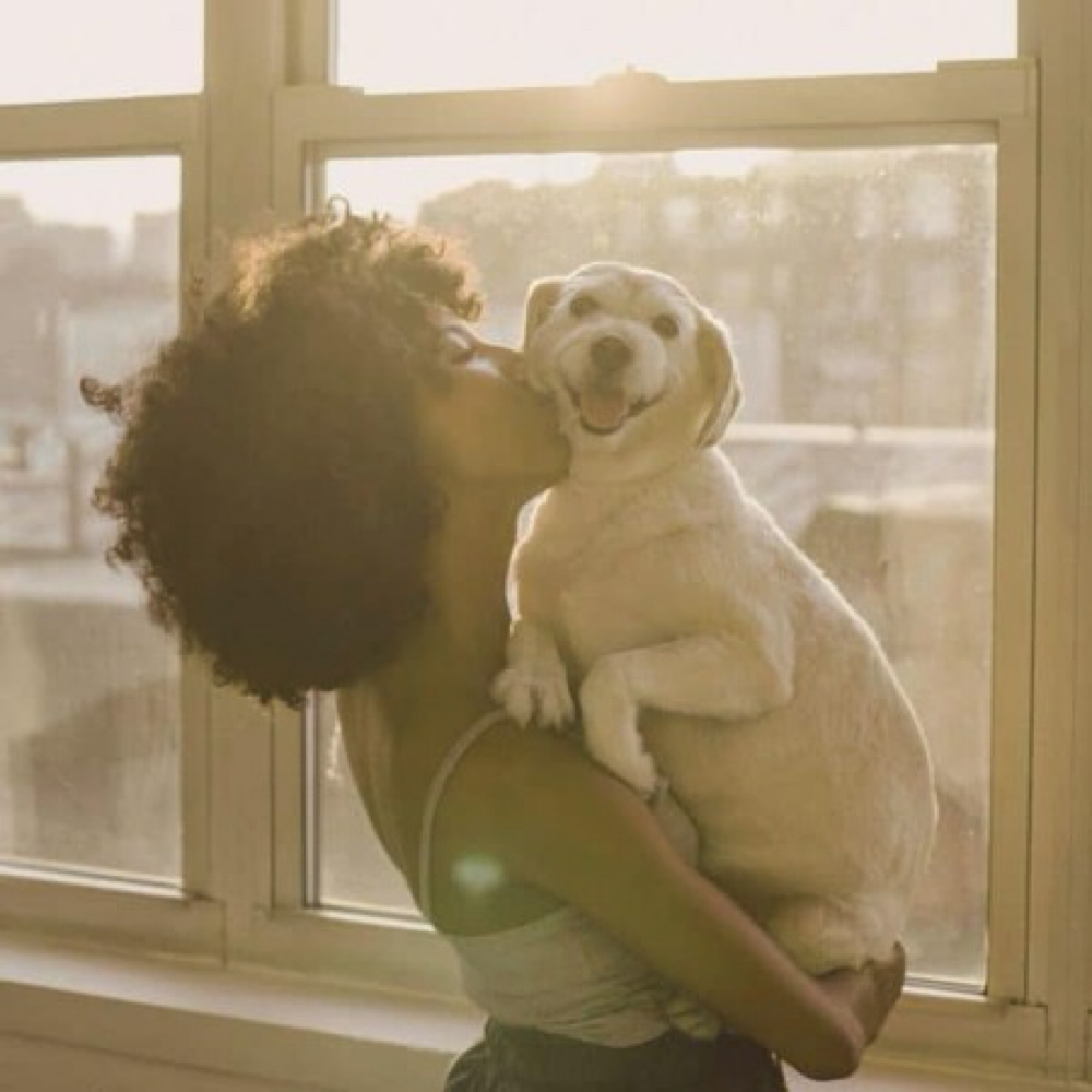 EMAIL- PET Emotion & Body Code at Herbel Healing in Arvada, CO