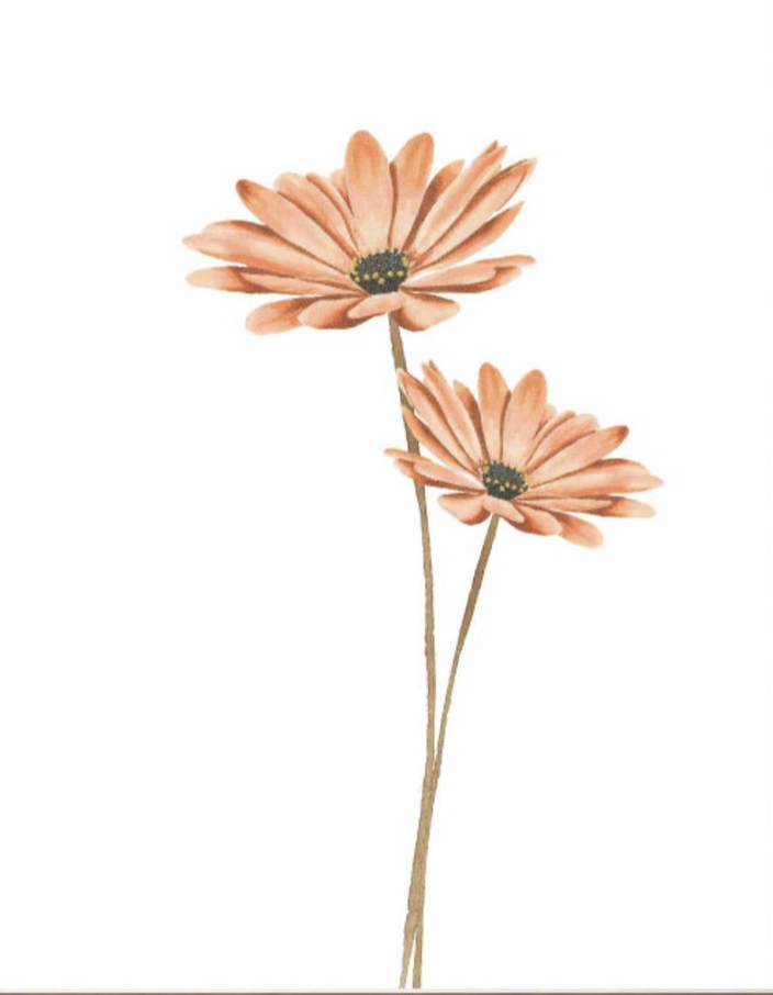 Desert Daisy Rapid (2 Tans)