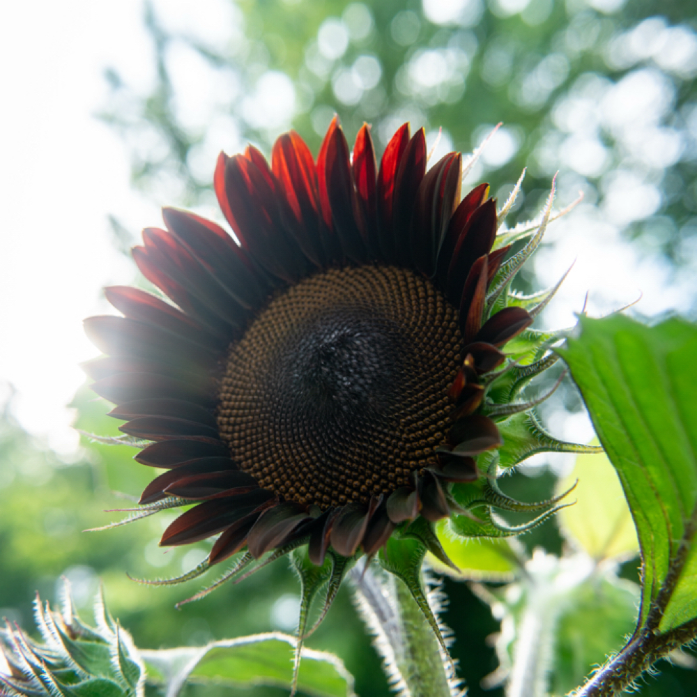 Military & First Responder - 60 Min at Wildflower Massage Therapy in Lexington, KY