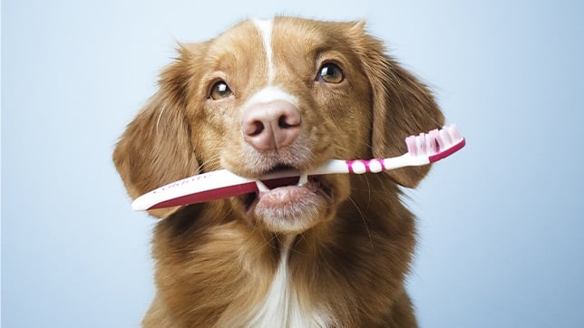 ADD ON-Teeth Brushing 🪥 at Fur North Pet Spa in Minnesota, MN
