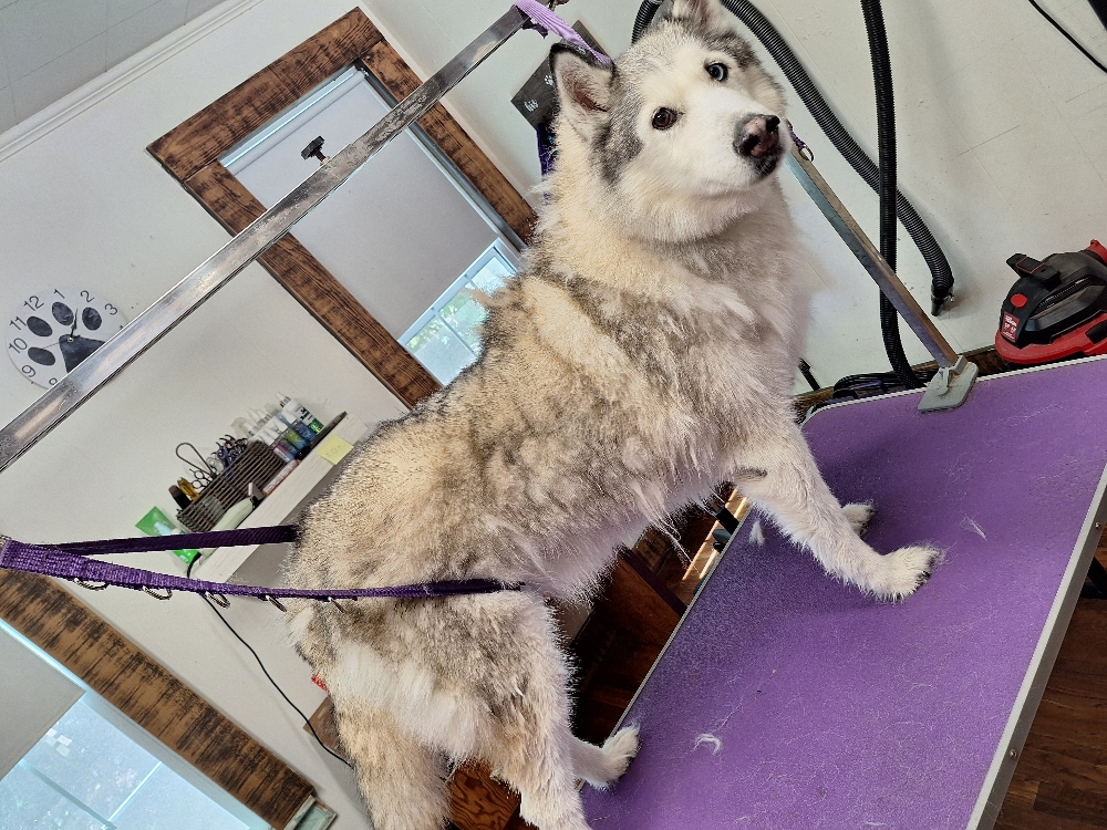 Deshed Treatment