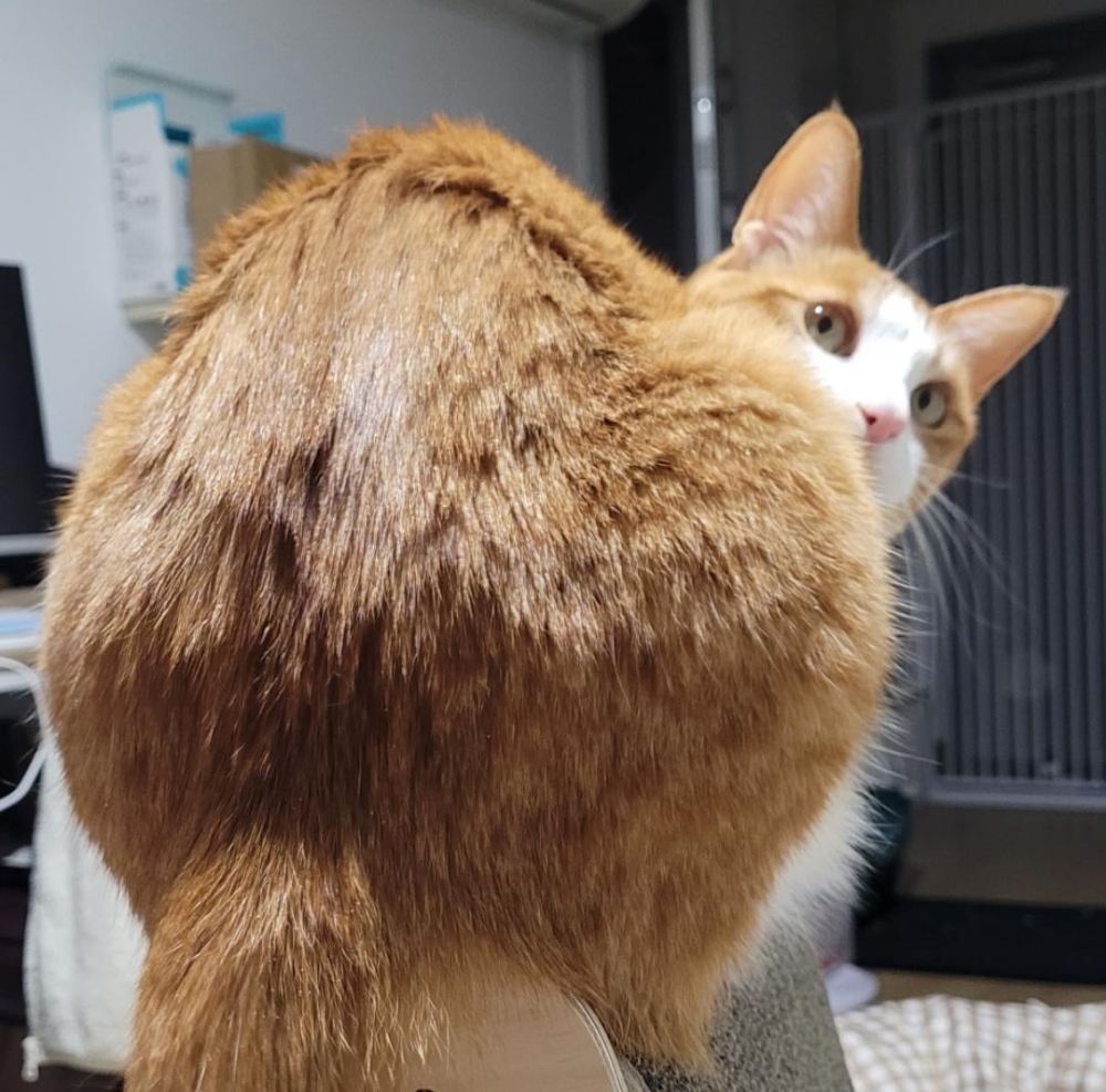 Buttocks