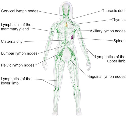 60MIN Lymphatic Massage