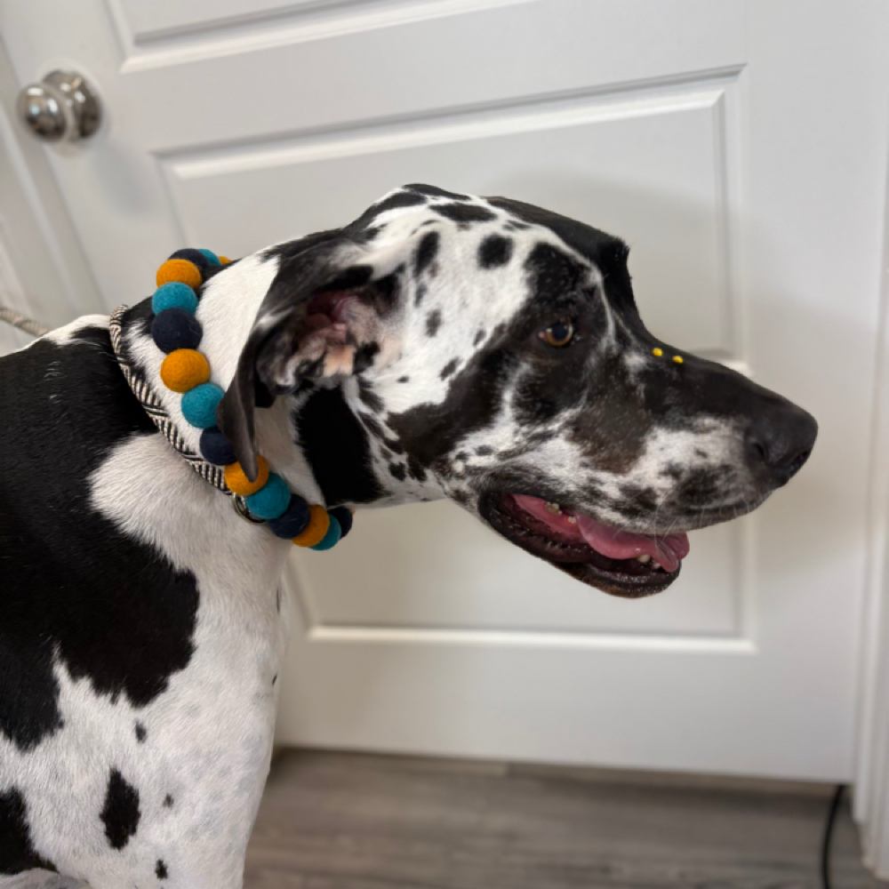 Bath Xl at The Shiny Puppy LLC in Royse City, TX