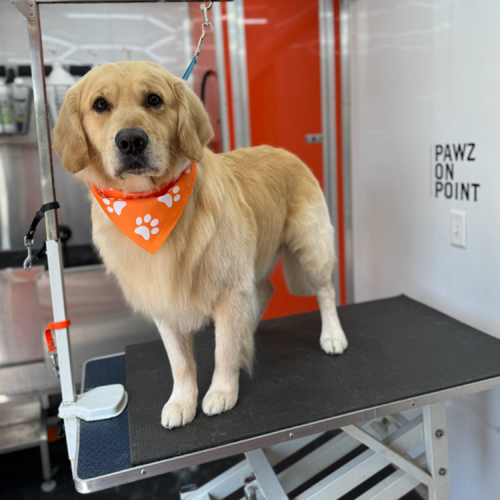Luxury Full Groom at Pawz On Point Mobile Dog Grooming in Washington, NJ