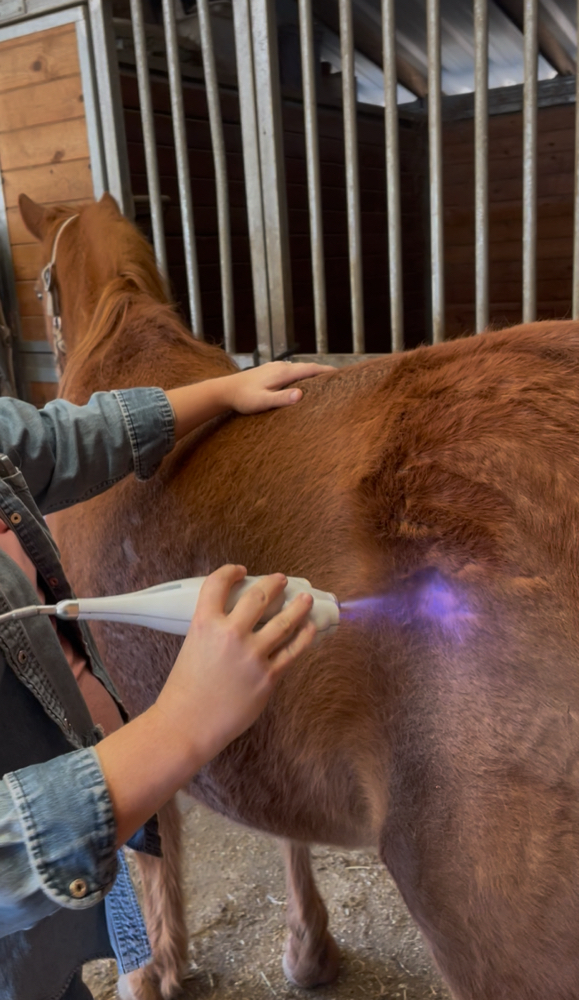 Equine Cryotherapy