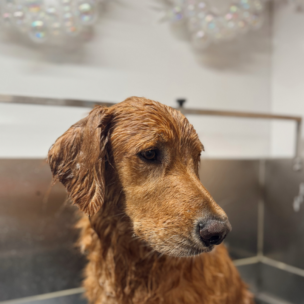 Bath & Brush Full Service at Bandit & Friends Grooming in Panama City, FL