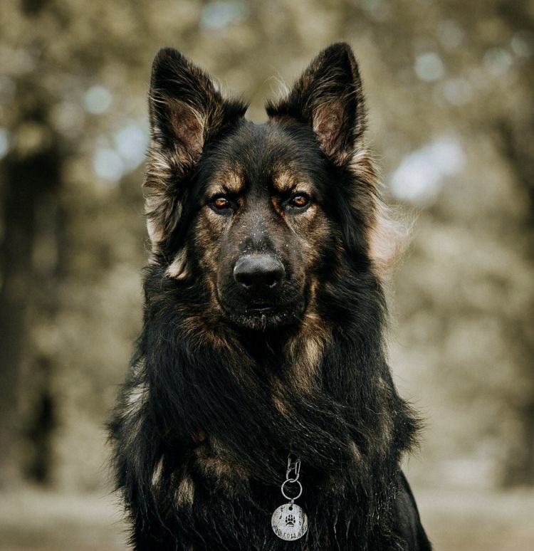 German Shepherd - Bath & Fluff