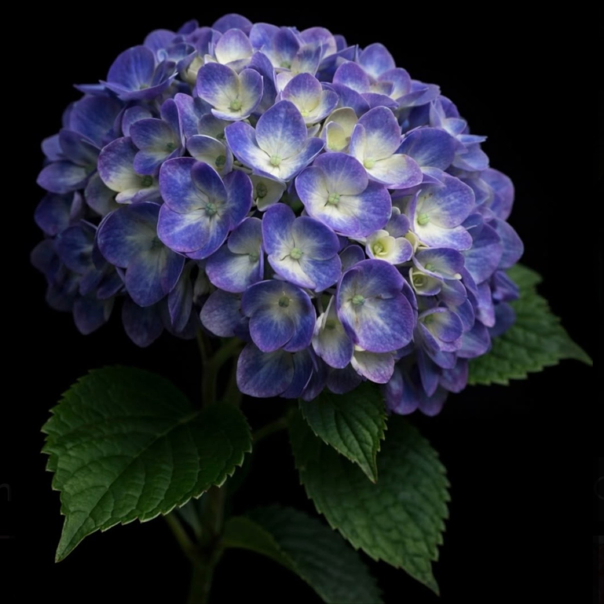 Partial Area Color at JR Hair Co. in Lincoln, NE