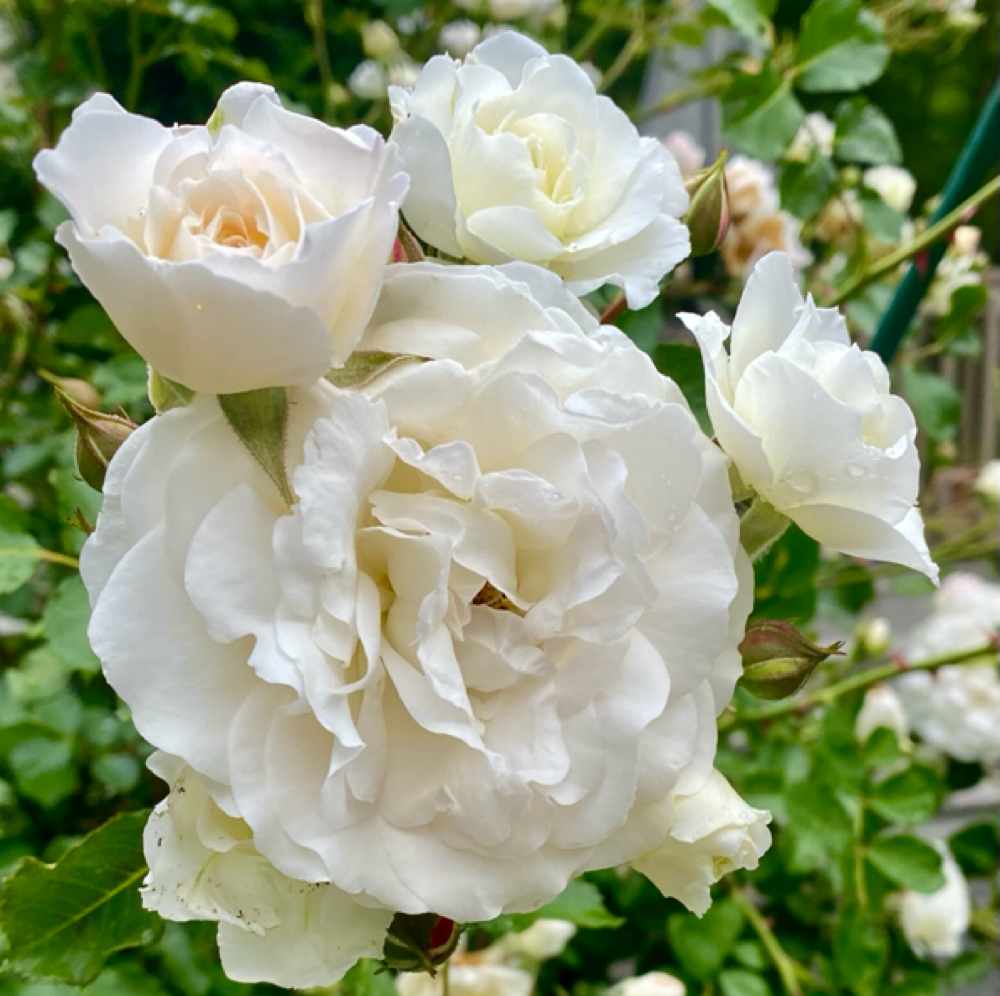 Seasonal Champagne & Roses 🌷Facial at Face First by Tam in Pembroke, MA