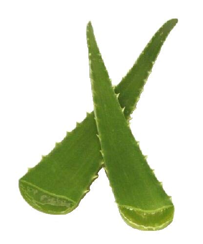 Aloe Vera Scalp Treatment at Gen'es sais Coif in Baltimore, MD