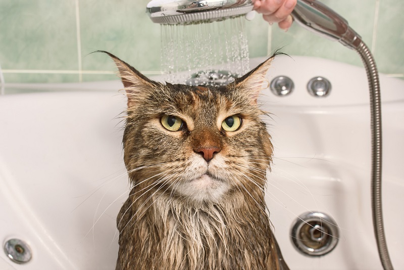 Cat Bath