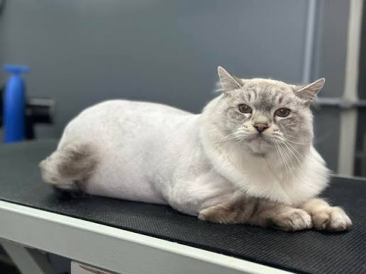 Cat Full Service Groom at Savannahs Animal Grooming and Boarding in Plymouth, UT