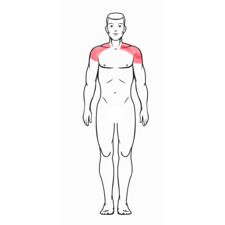 Shoulders