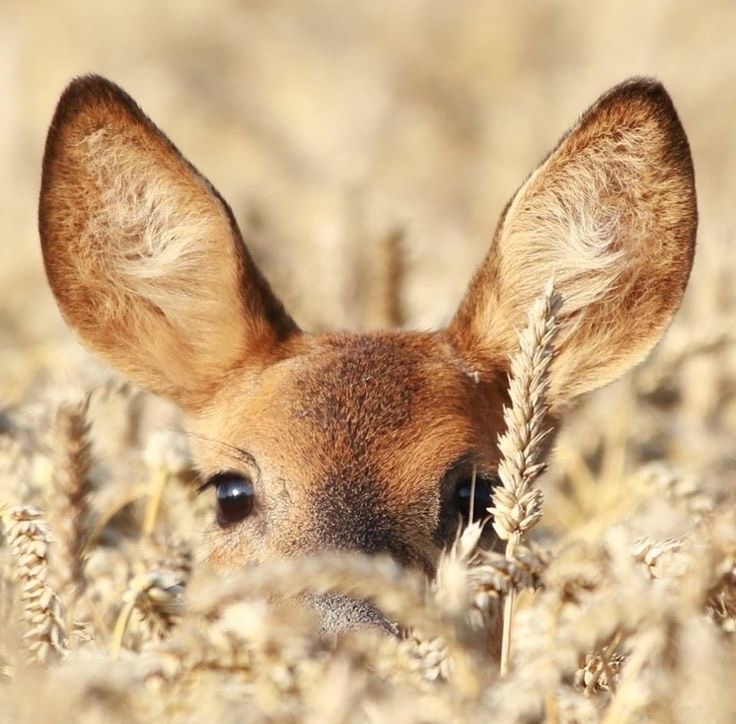 Lil’ Fawns Haircut