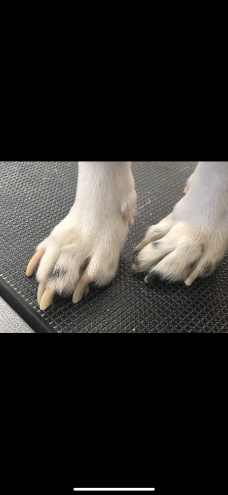 Nails Trimmed & Filed (Stand Alone)