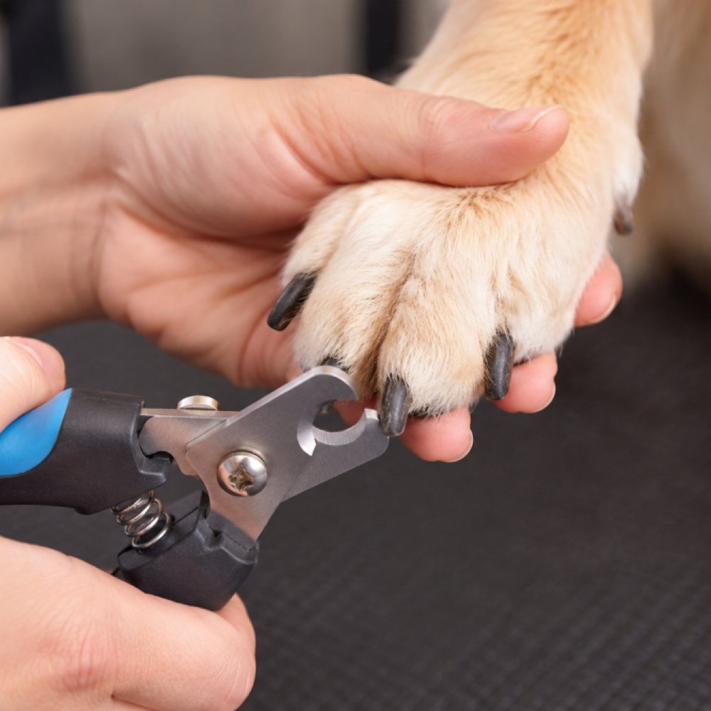 Small/Medium Dog Nail Trim Only at Pampered Pups By Helen in Chino Hills, CA