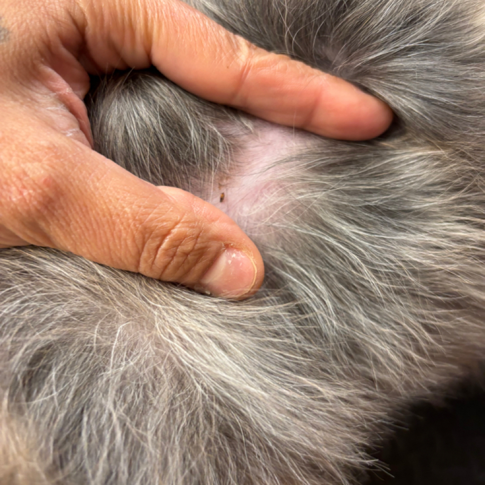 Flea And Tick Shampoo & Conditioner at Barking Beauty in Cleveland, OH