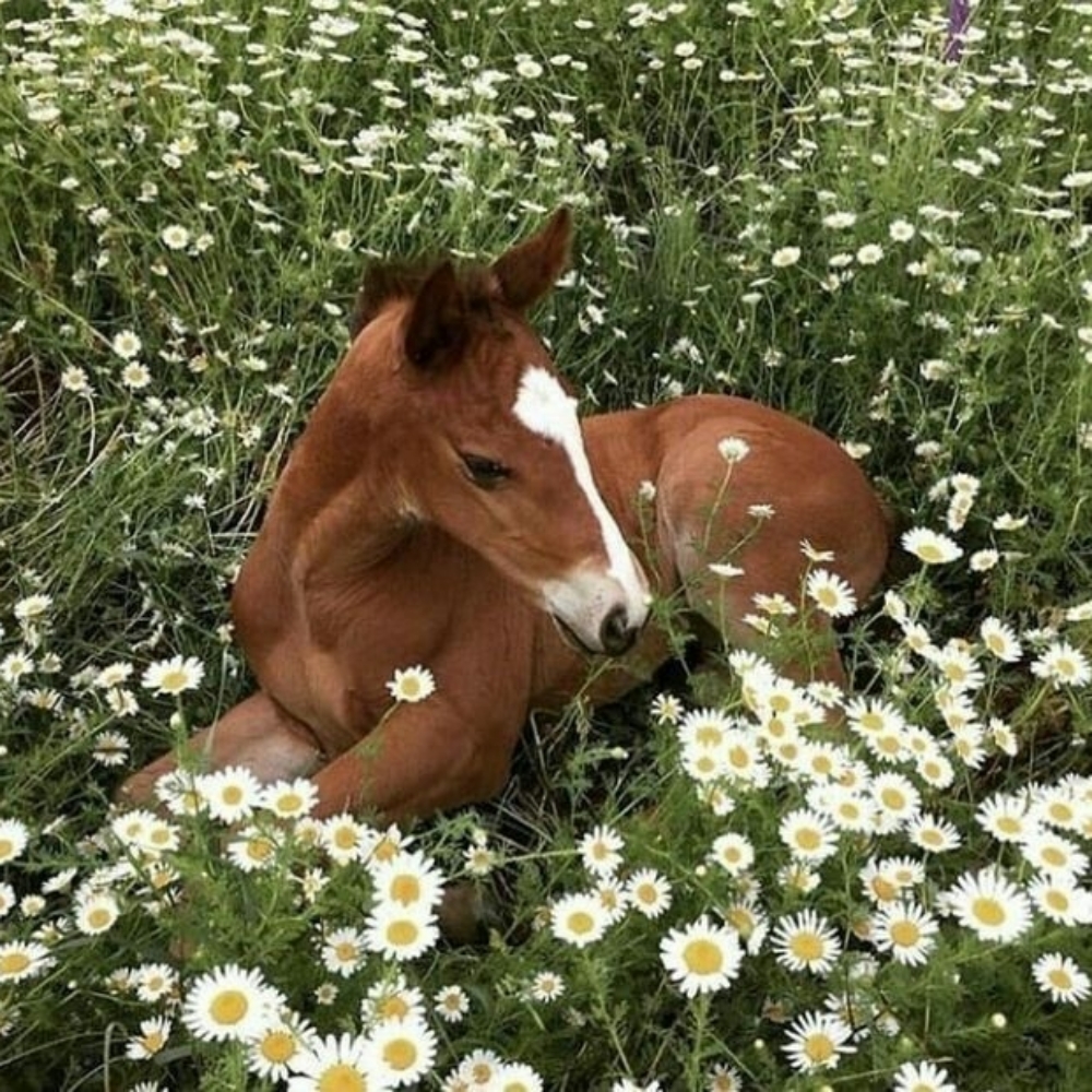 Kids Cut at Cowgirl Colors in Vero Beach, FL