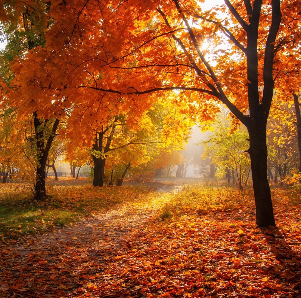 Fall Facial