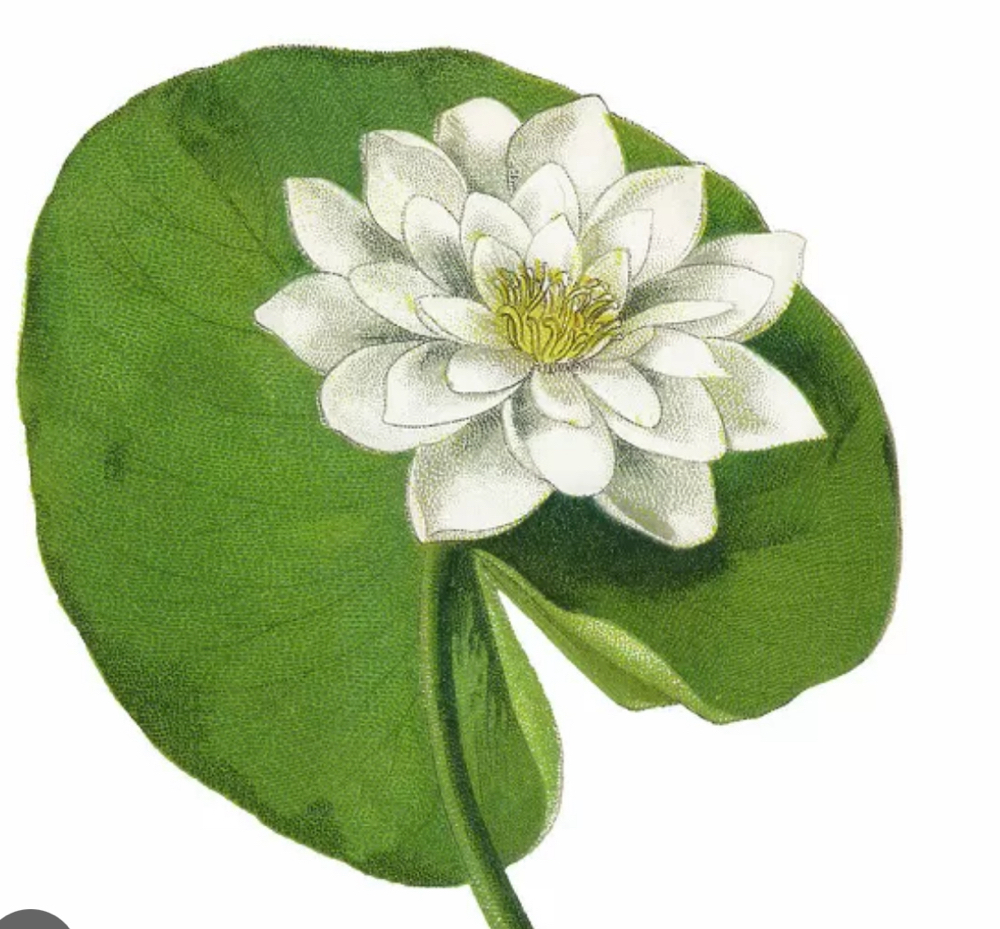 Water Lily