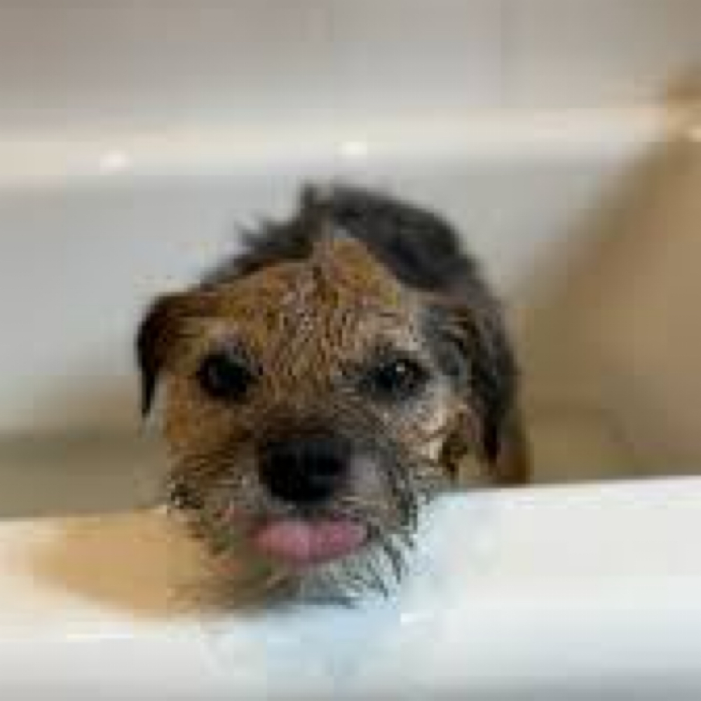 Border Terrier BBN at The Groom Room in Hope Mills, NC