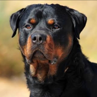 Rotweiler at The Groom Room in Hope Mills, NC