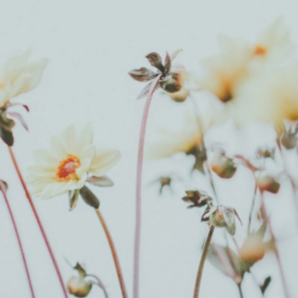 Wash & Style at Oxford&Mane in Oxford, NC