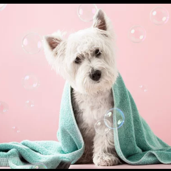 Basic Royal Bath at Royals Dog Palace in Milwaukee, WI