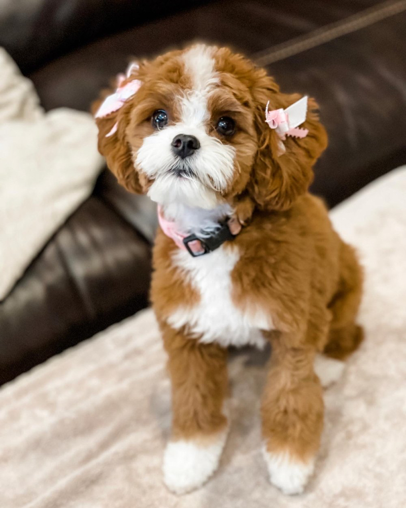 Cavapoo Bath