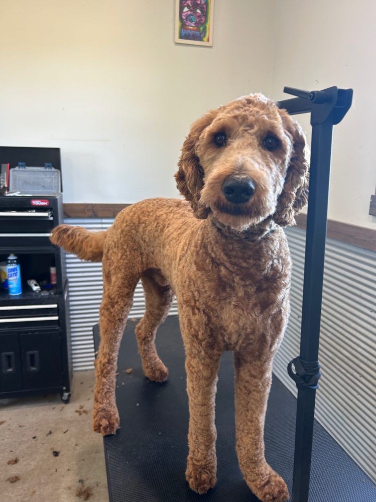 Bath And Haircut