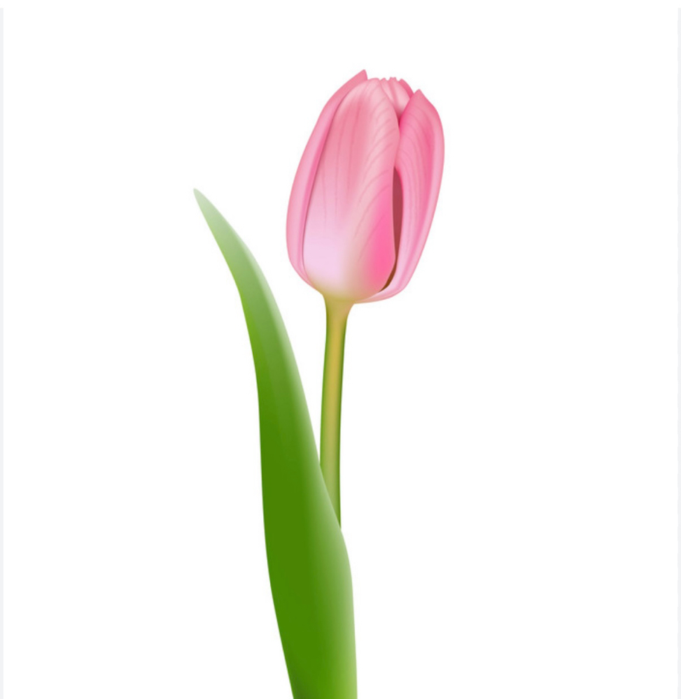 Tight Tulip