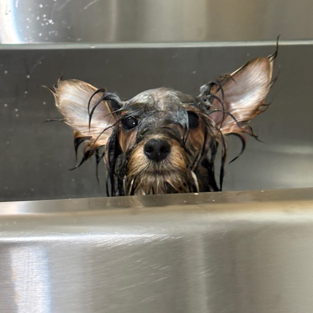 Flea And Tick Treatment Sm Breed at The Shiny Puppy LLC in Royse City, TX