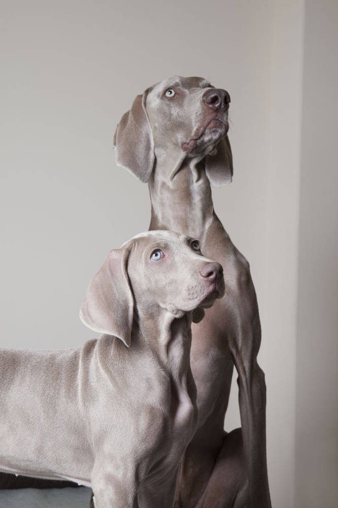 Weimaraner - Bath & Fluff