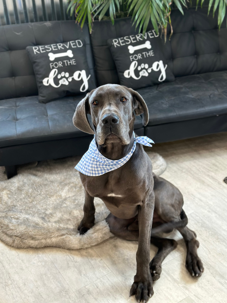 XXL Pup Bath & Blowdry