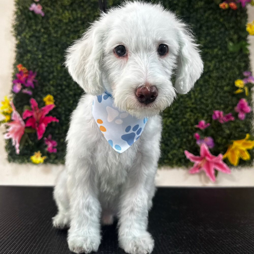 Full Body Shampoo Dye at Space City Grooming in Houston, TX
