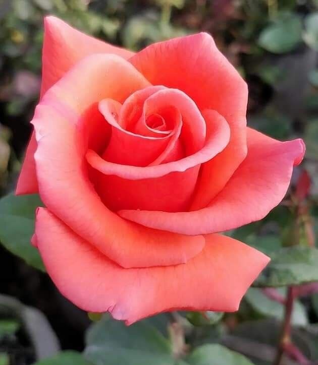 Louis de Funè's Hybrid Tea Rose. at Spectrum Ink Tattoo Studio in Mount Vernon, WA