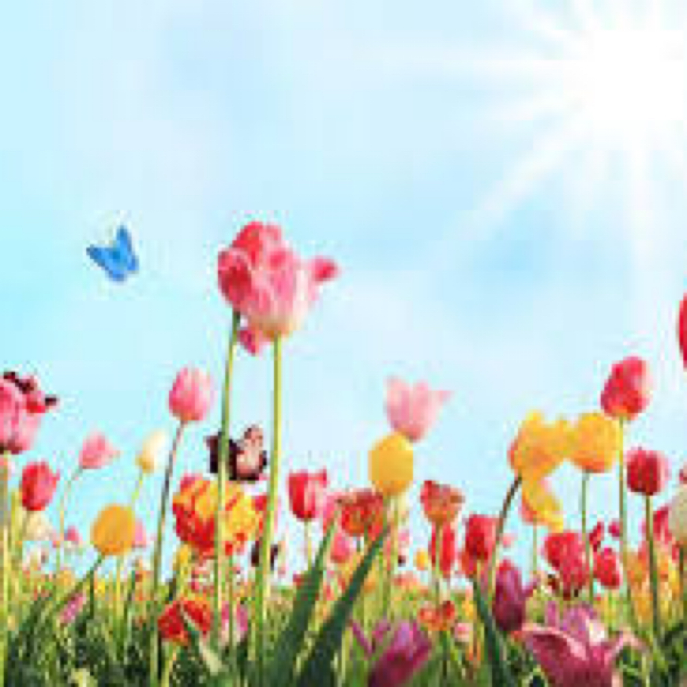 April Spring Refresh 🌸🌼 at Bloom Salon & Spa✨ in Trenton, TN