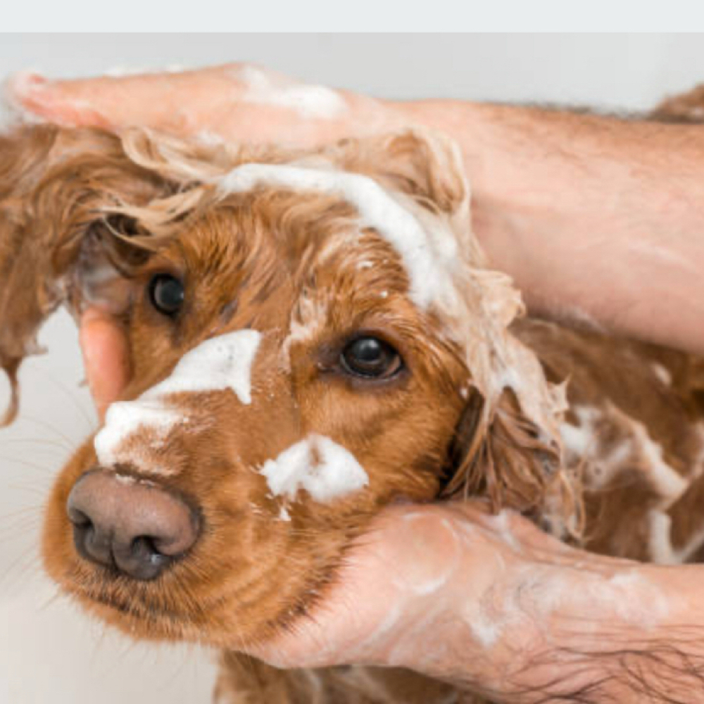 Bath and Nail Trim at Paw Spa by Allison in Mt. Carroll, IL