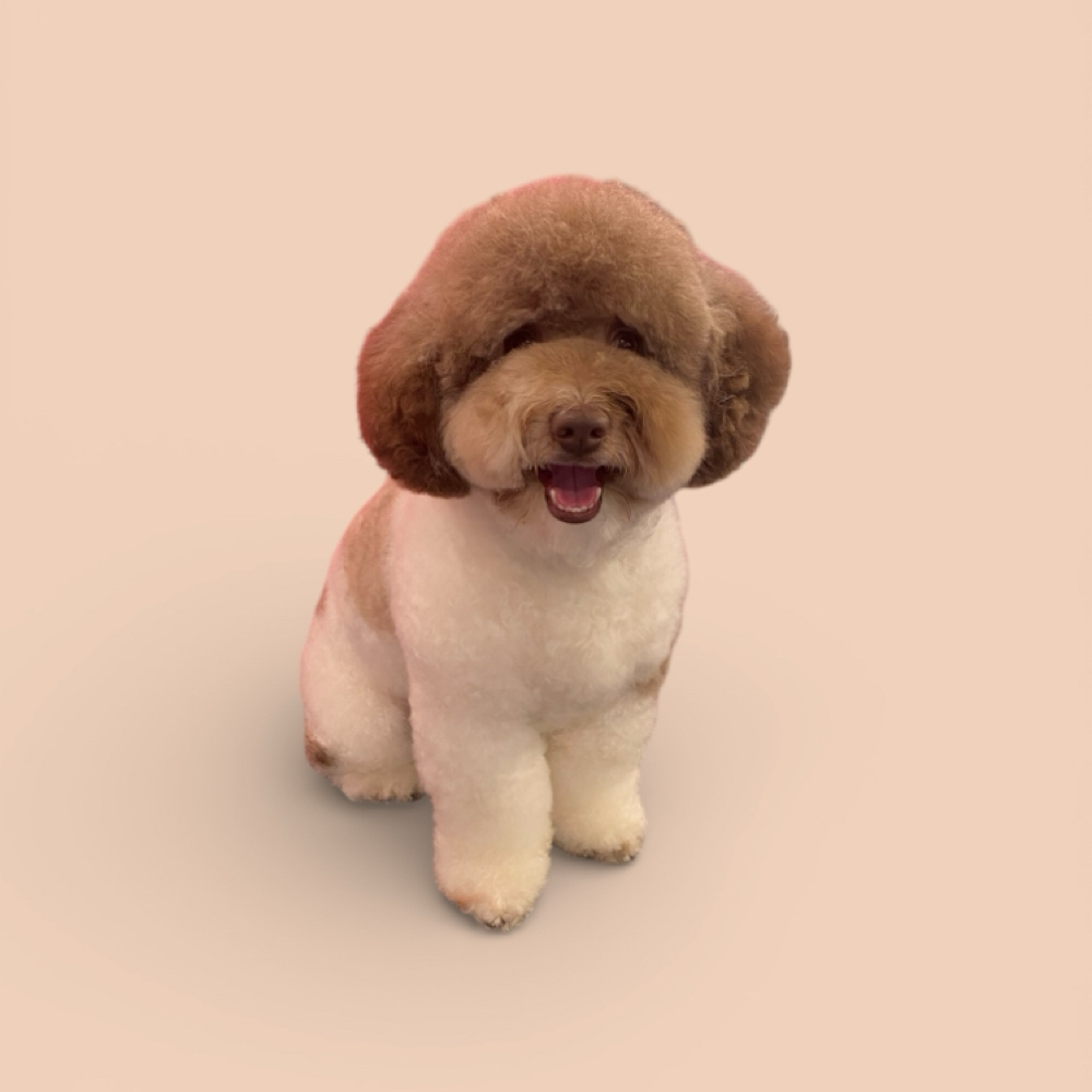 20-35lbs Long or Double Coat Bath at The Pet BOOtique in Carrollton, TX