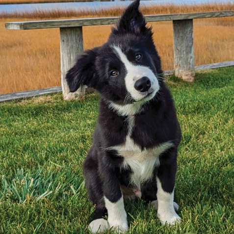 Border Collie BBN at The Groom Room in Hope Mills, NC