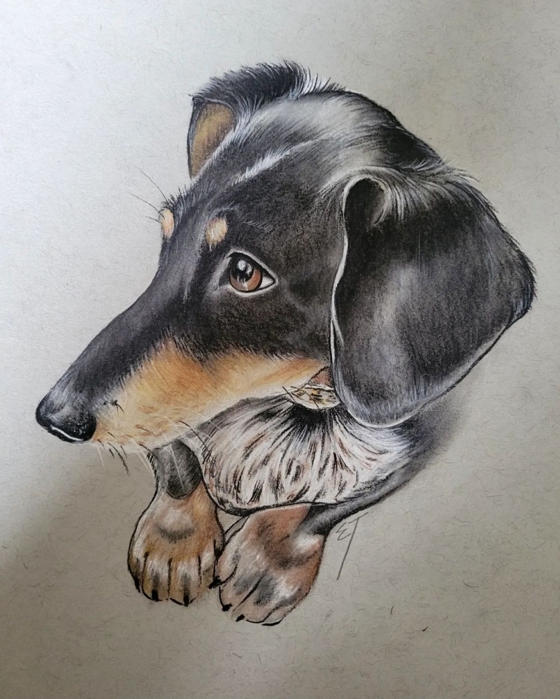 Pet Portraits
