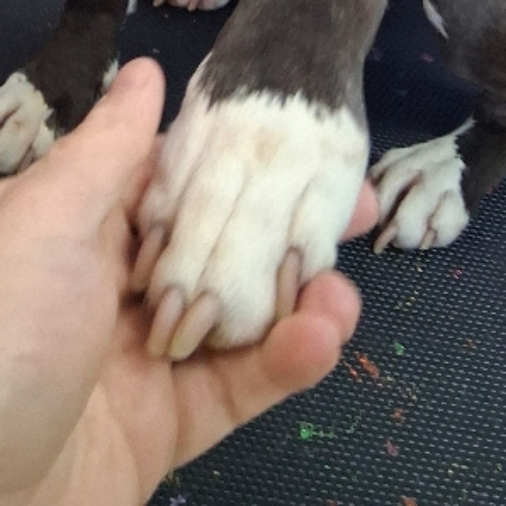 Nail Trim at Durrty Dogs Pup Suds & Boutique in Dayton, OH